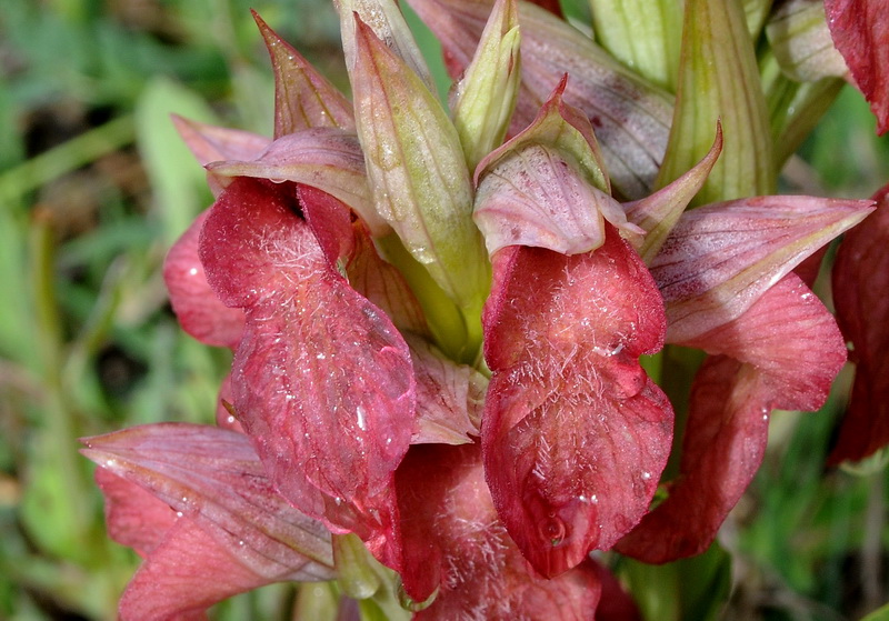 Orchidee del Chianti - Ophrys sphegodes e altre...